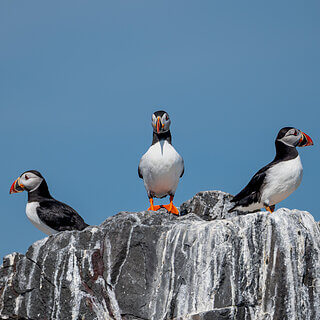 Farne Islands - Puffins